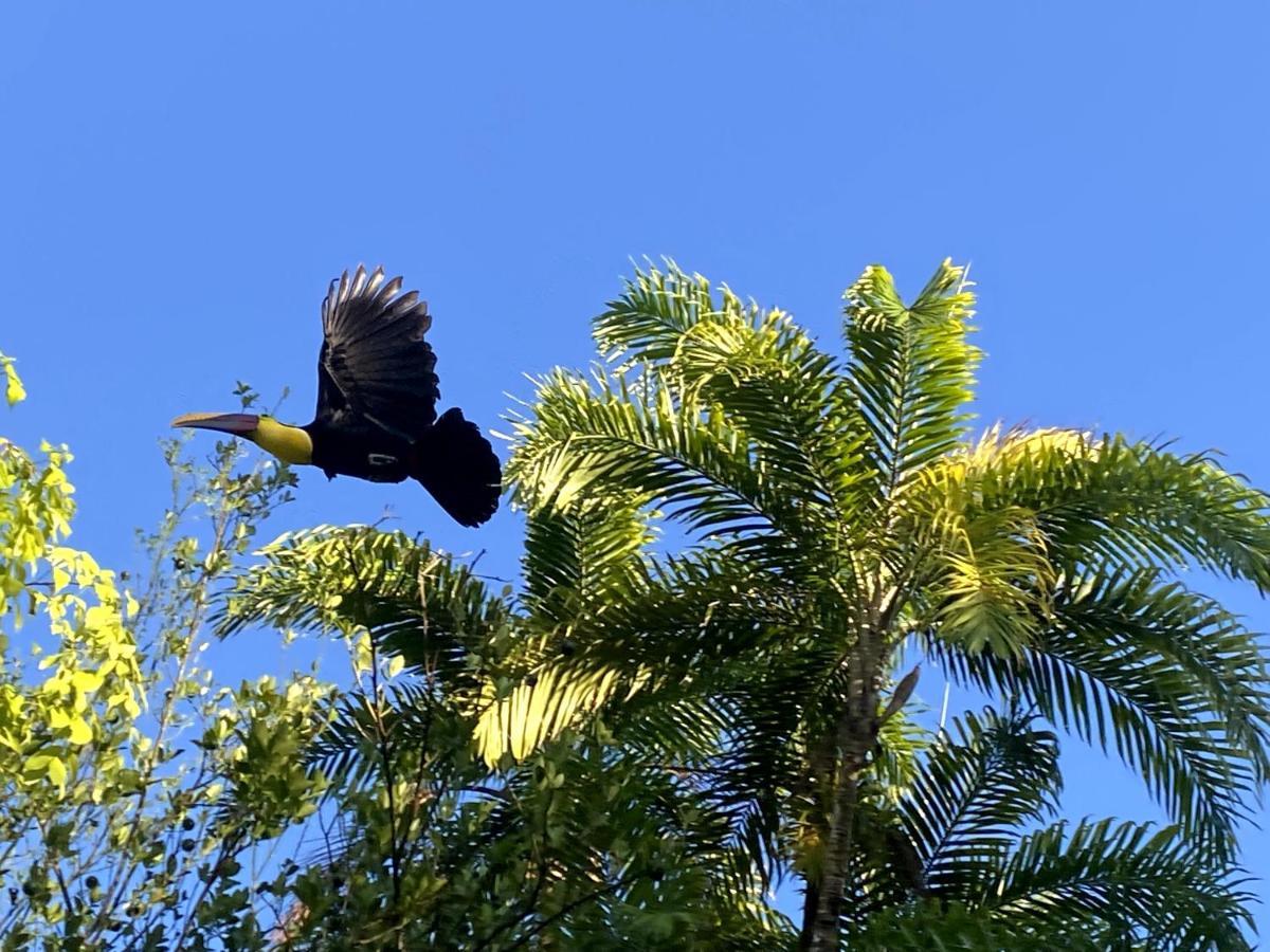 Ocean Forest Ecolodge San Pedrillo Экстерьер фото