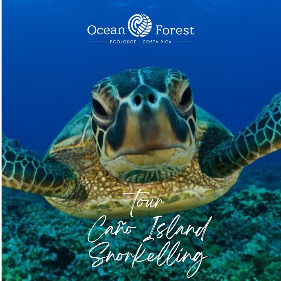 Ocean Forest Ecolodge San Pedrillo Экстерьер фото